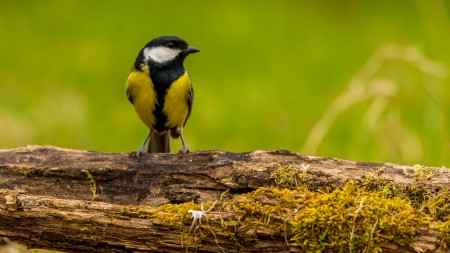 Széncinege (Parus major) - Nézőpont